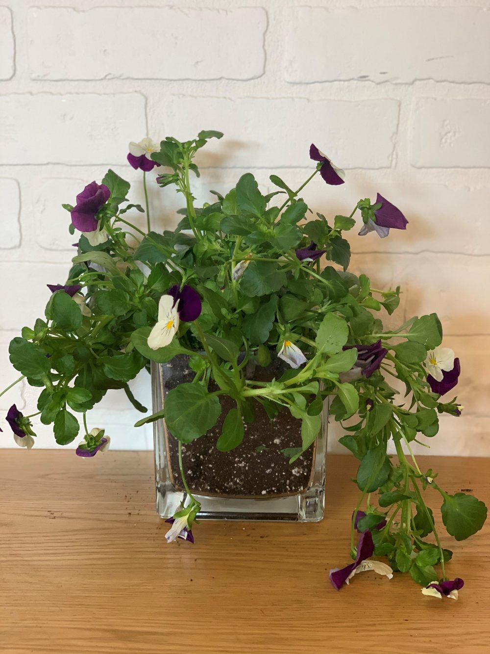 Potted Pansy